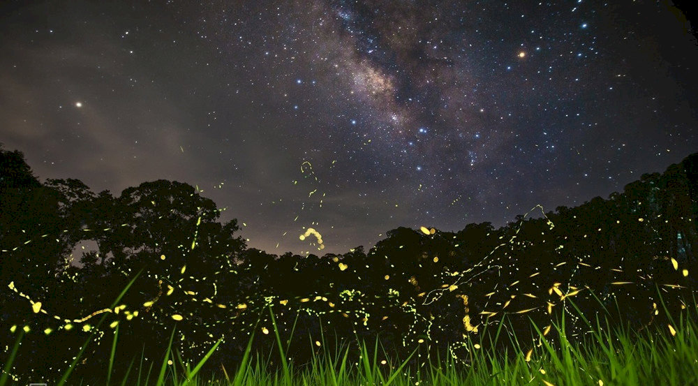 Admire the beauty of the night sky and the sparkling lights of fireflies with the Firefly and Night Wildlife Tour